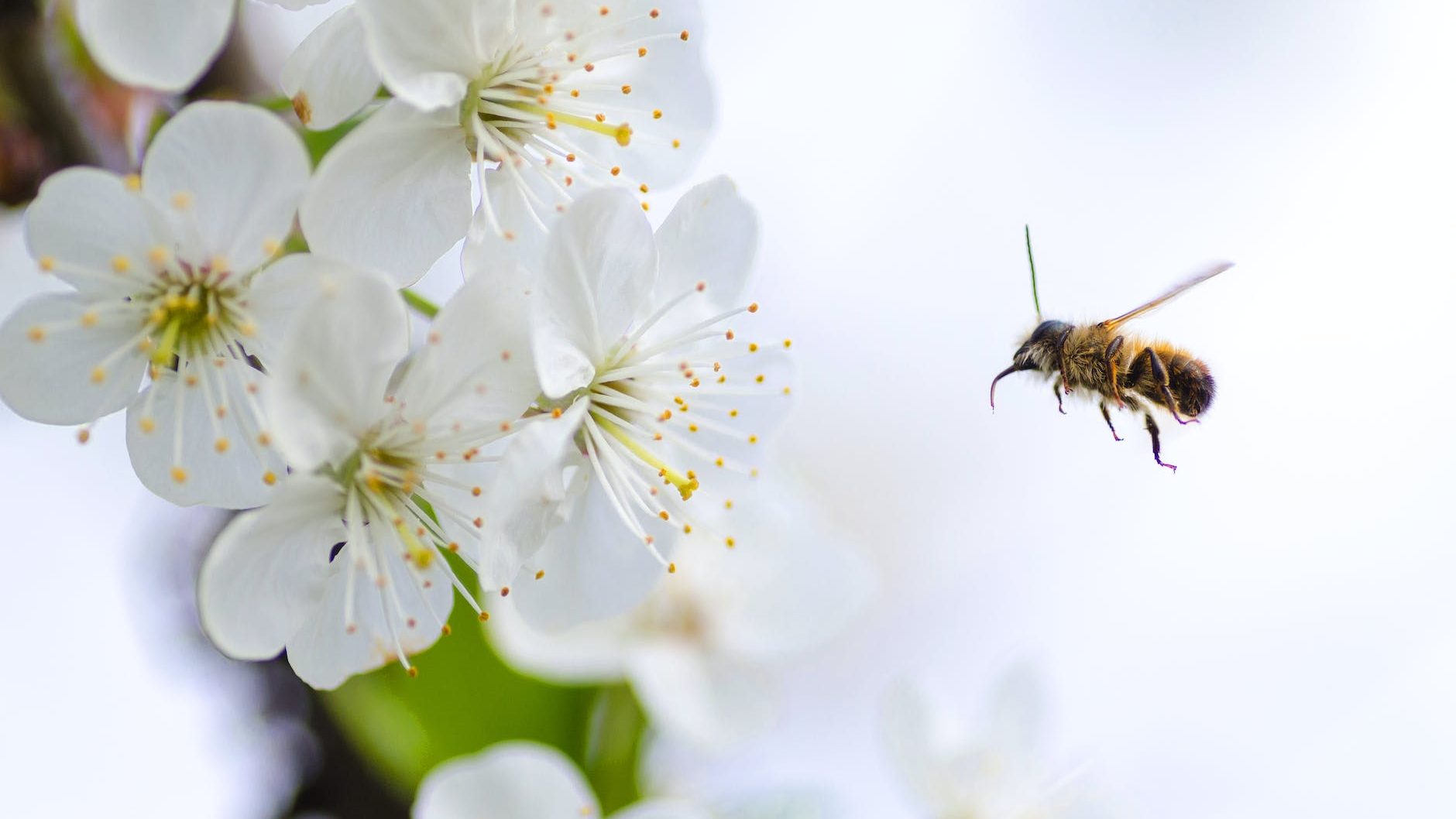 brown flying bee