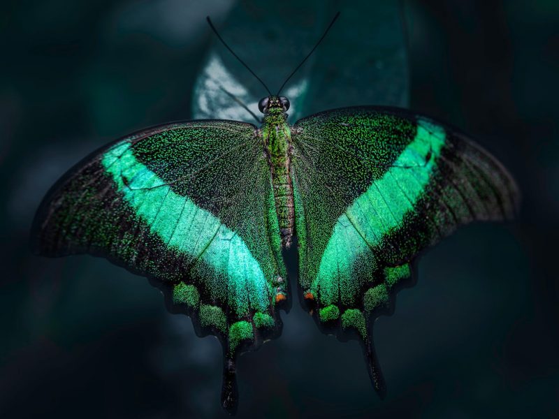 close up photo of illuminated green butterfly