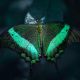 close up photo of illuminated green butterfly