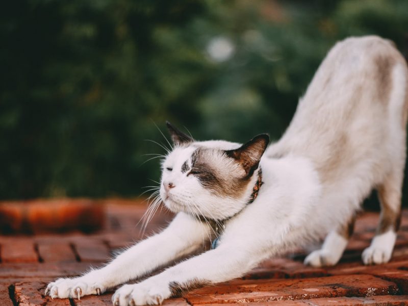 stretching white cat