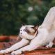 stretching white cat